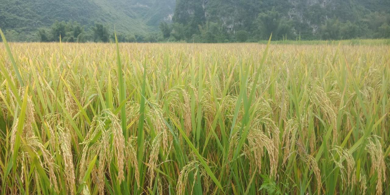 Yen Nhi Homestay Ban Gioc Cao Bang Exteriör bild
